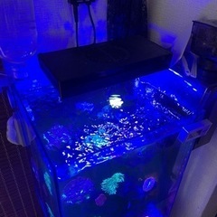 水槽ライト　サンゴ飼育用の画像