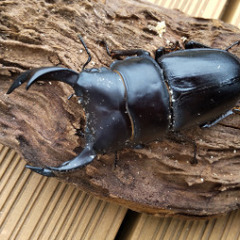 国産オオクワガタ　♂71♀41ペア　新成虫