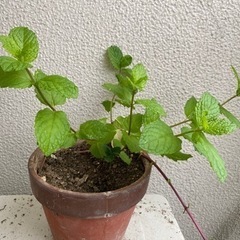 スペアミントと柑橘の苗　無農薬　無肥料　園芸　ガーデニング