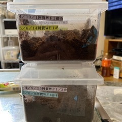 オオクワガタ　最終値下げしました。の画像