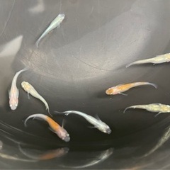 メダカ20匹(7月8.9日限定)の画像