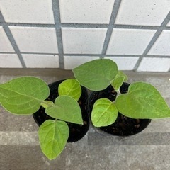 食用　フルーツほおずき　苗