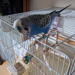手乗りインコの里親急ぎで探しています【里親様決まりました】　