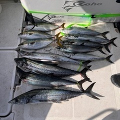 釣り仲間募集です