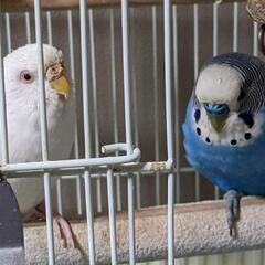 手乗りインコの里親急ぎで探しています【里親様決まりました】　 - その他