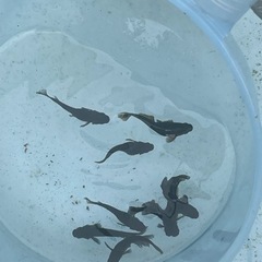 決まりました。メダカ　オロチ　オロチ系　9匹の画像
