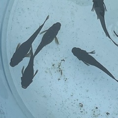 決まりました。メダカ　オロチ　オロチ系　9匹