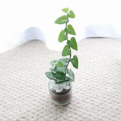 ハートヘデラ 金運 浄化 観葉植物