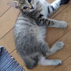 生後3ヶ月の子猫です。