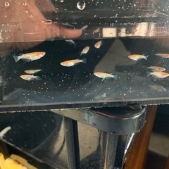 7月23日　日曜日　南島原市西有家町見岳　なばやま茶屋ひかりの横スペースにてメダカの販売会の画像
