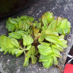 🌱オオサンショウモ🌱　浮き草