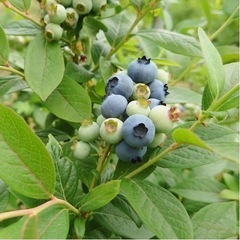 ベリー収穫ヘルプ土日のみ
