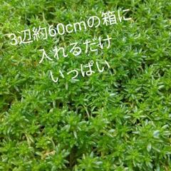 ★多肉植物★セダム 森村万年草 モリムラマンネングサ*500g強...