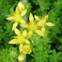 ★多肉植物★セダム 森村万年草 モリムラマンネングサ*500g強*グランドカバーの画像