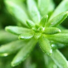 ★多肉植物★セダム 森村万年草 モリムラマンネングサ*500g強*グランドカバーの画像