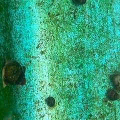 ヒメタニシ10匹の画像