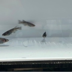 7月23日　日曜日　南島原市西有家町見岳　なばやま茶屋ひかりの横スペースにてメダカの販売会の画像