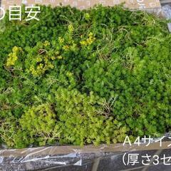 ★多肉植物★セダム 森村万年草 モリムラマンネングサ*500g強*グランドカバーの画像