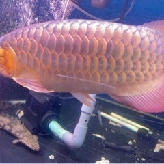 【アジアアロワナ、各種熱帯魚、水槽用品等】30％〜50％引き❗️...