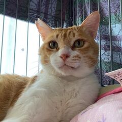 甘えん坊の茶白の猫ちゃん（男の子　推定2歳）😆　最期まで可愛がっ...