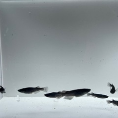メダカ（クラウドグレーダイヤ）の画像