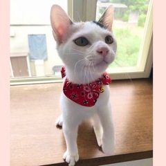 16日都内譲渡会参加♡シマエナガ兄妹6ヶ月