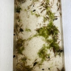 活き餌もしくはペット用　シラサエビ