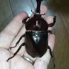 ◆即ブリ／♂♀ペア／どちらも大型◆国産カブトムシ（２）