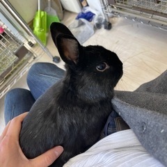うさぎさん No.02 ブラックくん