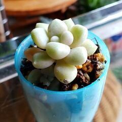 <<End of transaction>>【多肉植物】グラプト...