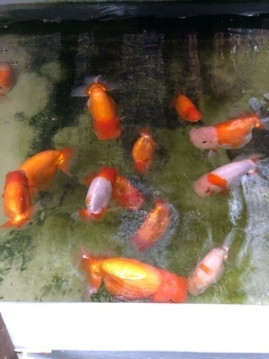 協会系 らんちゅう　雌三歳魚