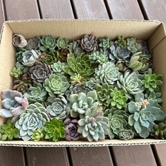 【ご検討中】多肉植物苗50個以上(根付き)