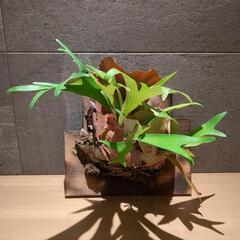 コウモリラン　焼板付　３株
