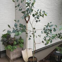 植物　ユーカリ　苗