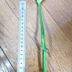 ヤマザキカヅラ　1株【値段交渉歓迎】