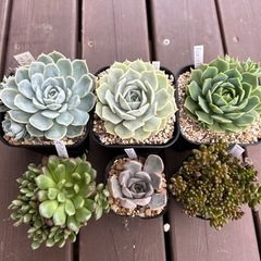 多肉植物6個セット