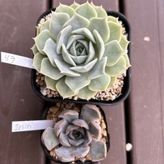 多肉植物6個セットの画像
