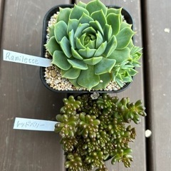 多肉植物6個セットの画像