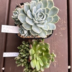 多肉植物6個セットの画像