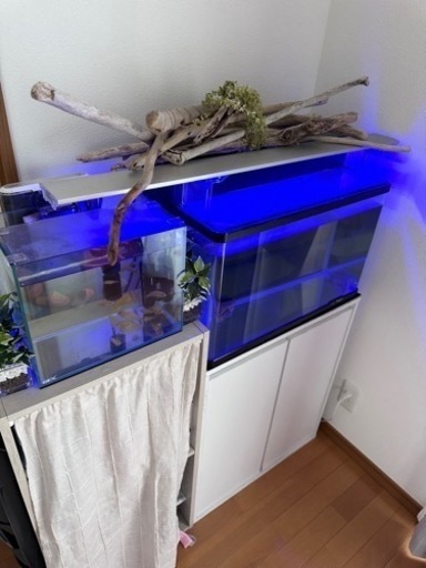 アクアリウム　熱帯魚　フルセット
