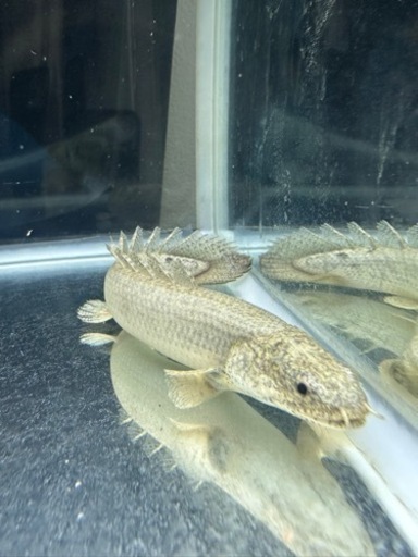 アクアリウム　熱帯魚　フルセット