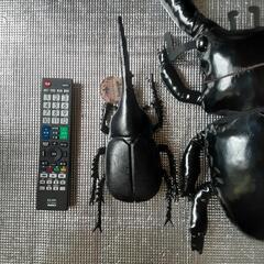 カブトムシ　クワガタ　昆虫　ぬいぐるみ　大型の画像