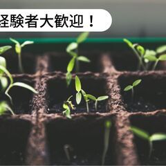 【済】愛媛県宇和島市津島町で接木苗の植込み、苗の移動、出荷作業全...