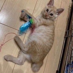 人馴れバッチリ遊びが大好き元気な「ゆず君」