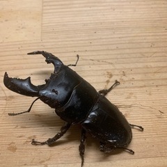 スマトラオオヒラタクワガタペアの画像