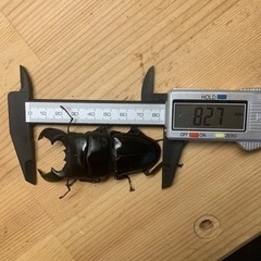 スマトラオオヒラタクワガタペアの画像