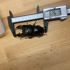 スマトラオオヒラタクワガタペアの画像