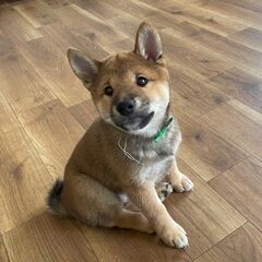 4月15日生まれ　柴犬の仔犬　雄