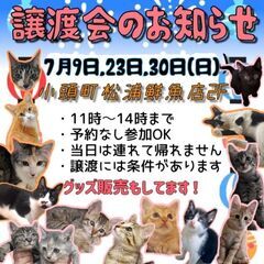 生後2ヶ月半位　とっても可愛い女の子のわさびちゃん【7月9日(日...