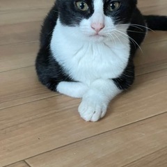 4ヶ月可愛い白黒猫ちゃん男の子